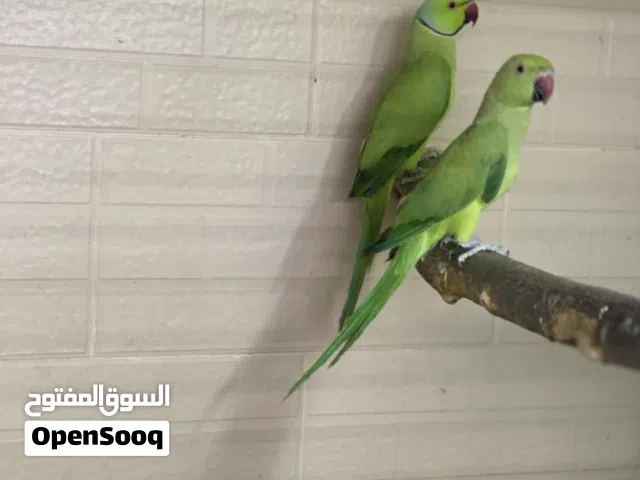 زوج ببغاء الدره منتج