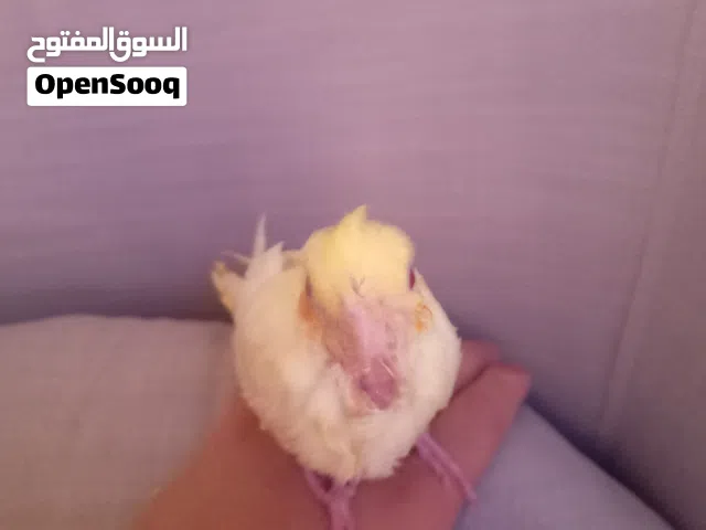 فرخ كوكتيل لاتينو مدرب على الغر