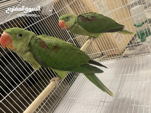 للبيع فروخ درة نيبالي