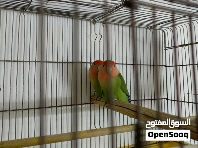 جوز روز لبيع