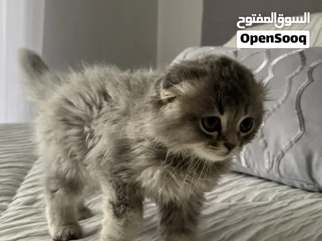 قط مرح ولعوب كتكوت