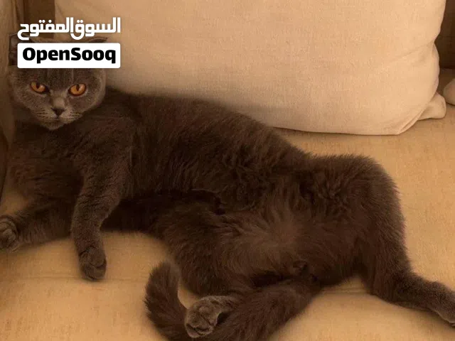 قط شكوتش بريطاني