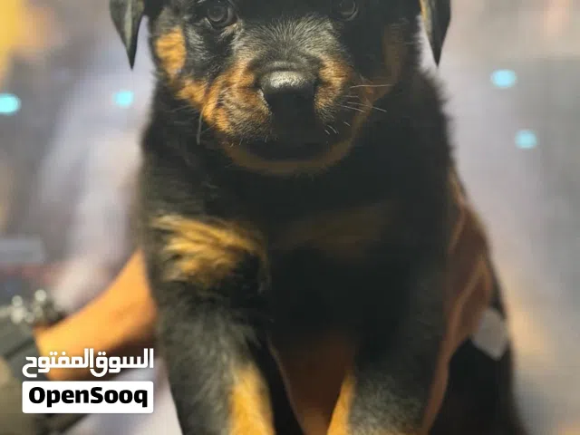 كلب روت وايلر ذكر عمرو شهرين ونص