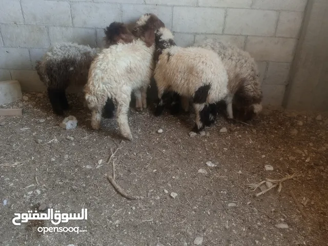 خرفان للبيع