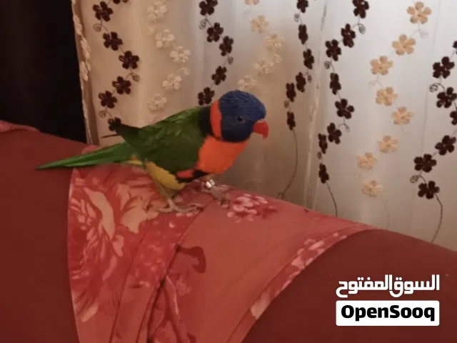 ببغاء لوري للبيع