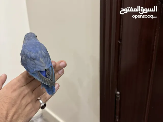 طير روز العمر 4 شهور بحاله ممتازه