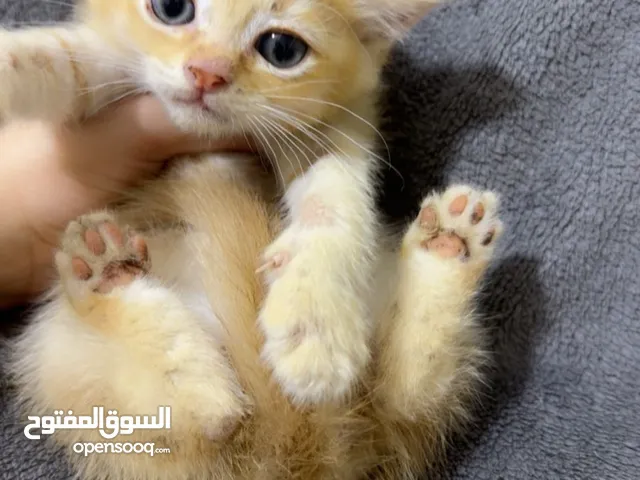 سكوتش فولد اناث وذكور شعر رمزي جدا