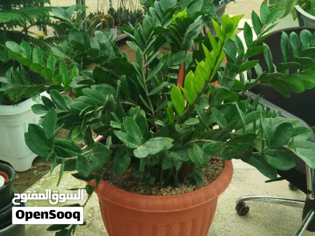 Professional Plant Care Services  Agricultural Engineer  Plant Protection Special