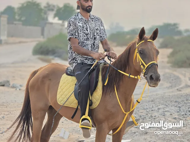 فرس ارتفاع 164 ركوب ذين