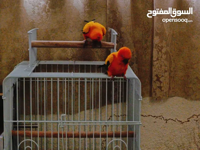 Birds for sale sun conure breeding pair