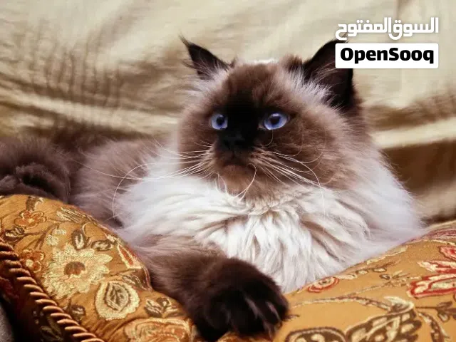 انثى هملايا