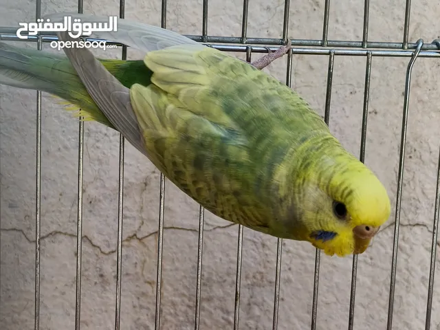 انثى حب جاهزة للتزاوج