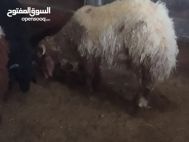 للبيع عابور لحم