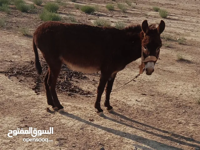 حمار البيع