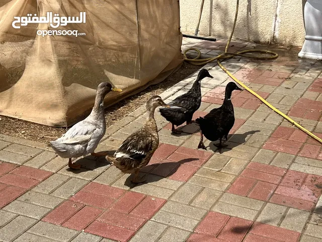 Ducks for sale