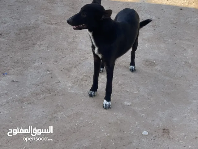 للبيع بصحه جيده