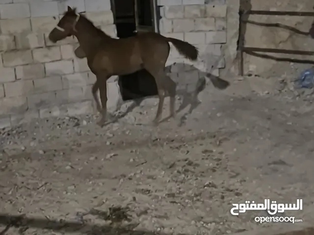 مهر بالصلاه على النبي 6 شهور ساغ سلم