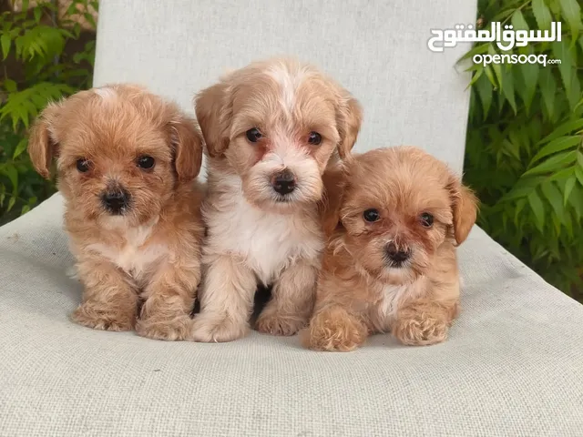 maltipoo. shih tzu. havapoo. male and females