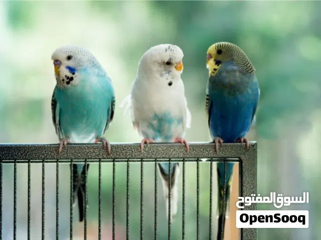 ركز مطلوووووووب طيور بادجي مع القفص