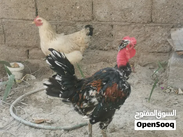 ديج عرب كريعي