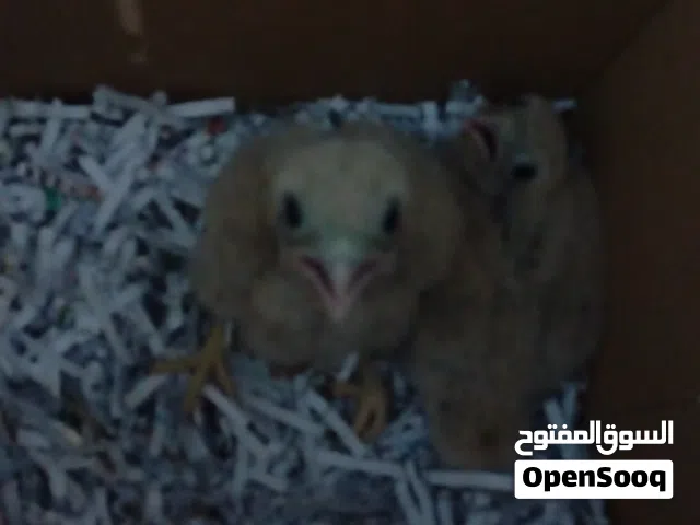 فراخ للزق اليدوي