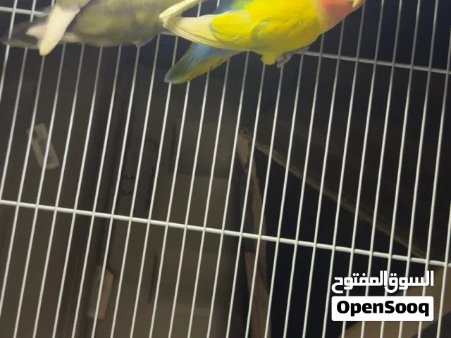 للبيع أزواج لوف بيردتواصل واتساب فقط