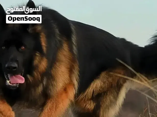 مطلوب كلب شرس جدا