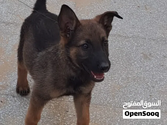 السلام عليكم جرو مالينوا حاجه نضيفه وربي يبارك قدام عينك
