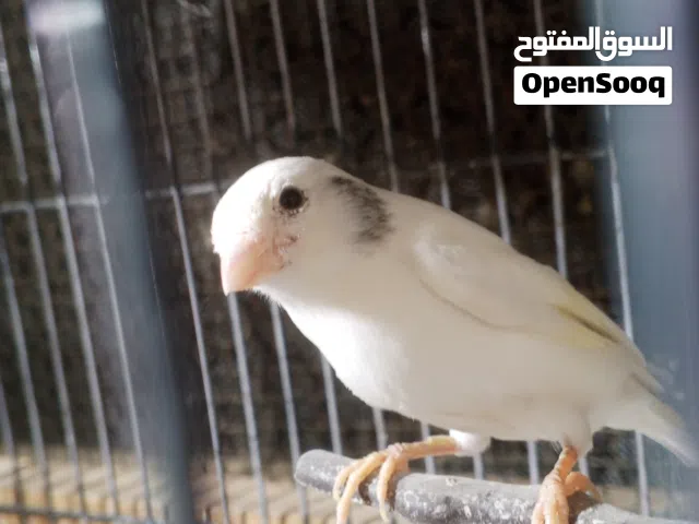 انتايه كناري