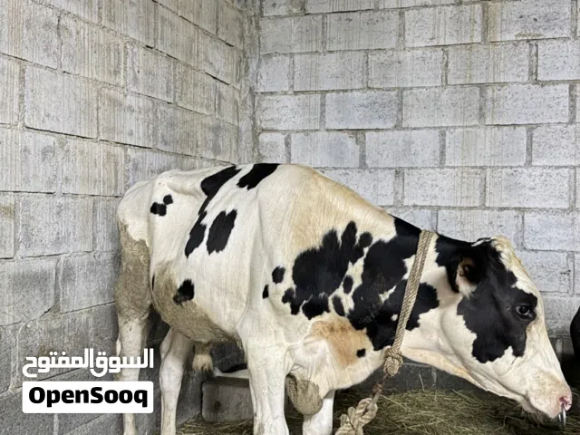 للبيع عجل هولندي العمر 8 اشهور