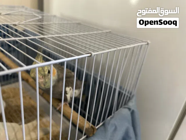 طيور كروان مهتم فيهم اهتمام كبير