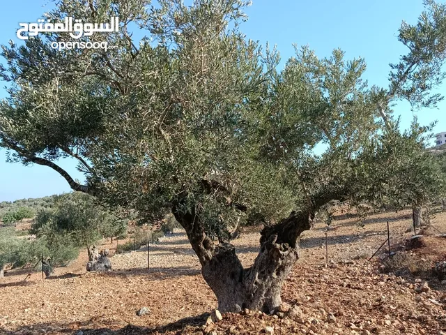 ارض للبيع في كوبر
