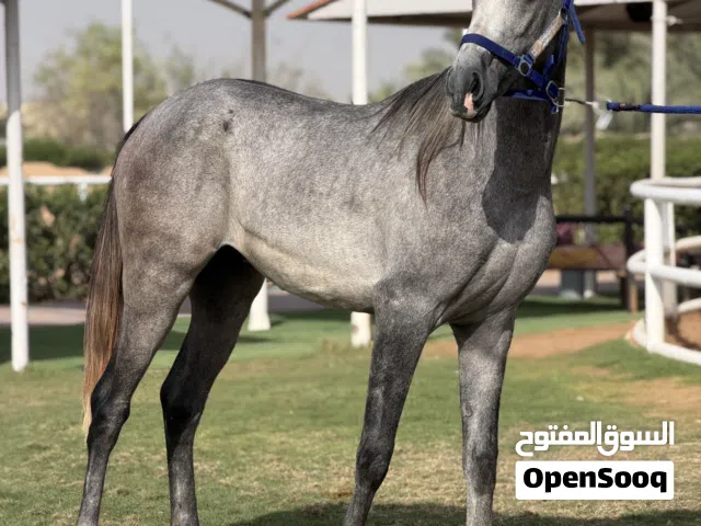 Horse for sale
