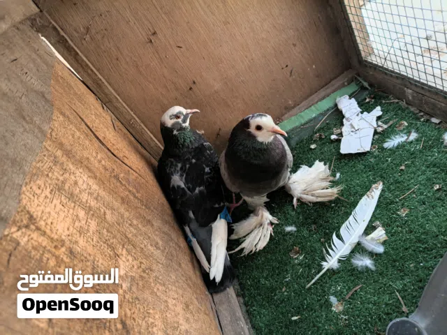 زوز كبيات وخده هزاز او وخده شقلباز ربي يبارك الشقلباز بي فروخها السعر ربي يبارك