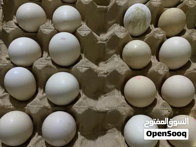 بيض لمبركيني ربي يبارك درجه اول اسود والابيض طبعن الابيض نادر مفيش من هلبه