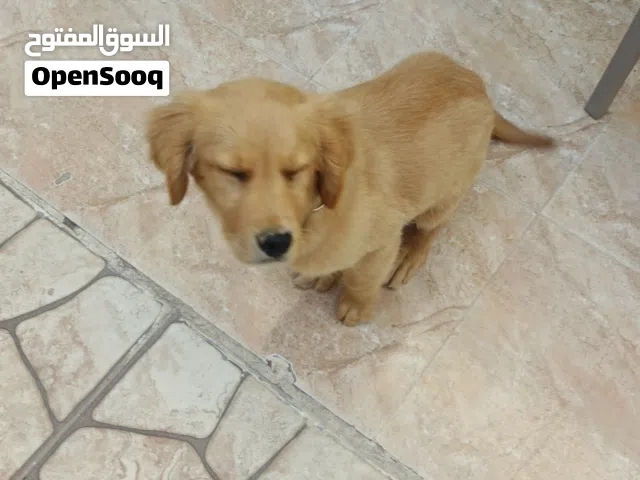 جولدن ريتريفر بيور