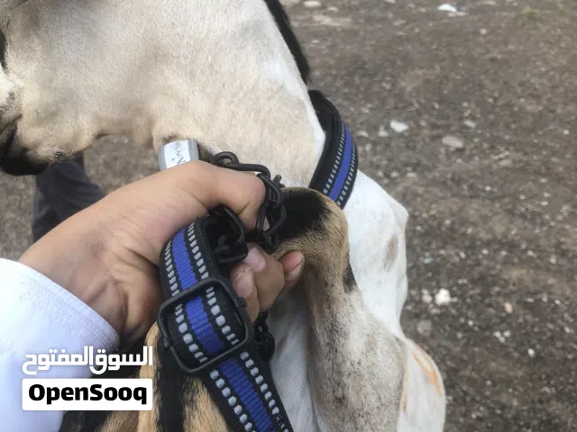تيس صومالي