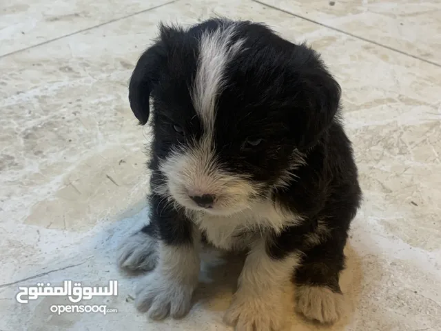 جرو عمره 3 أسابيع تيبتان تيرر