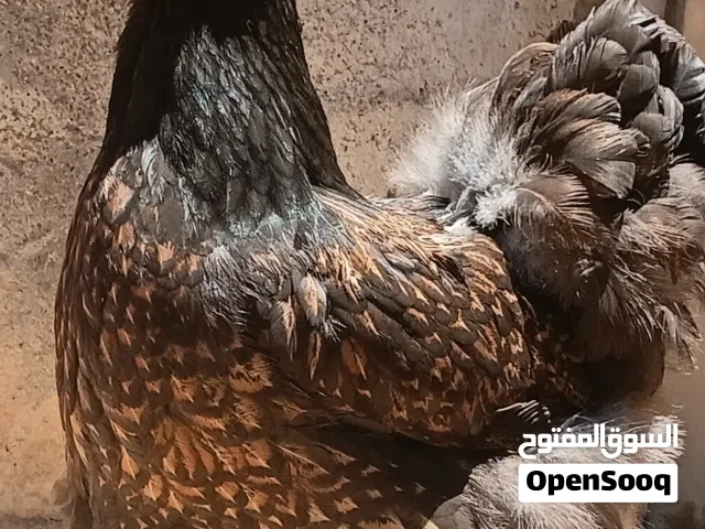 كوبية براهما سبرايت نحاسي لاقوة الا بالله