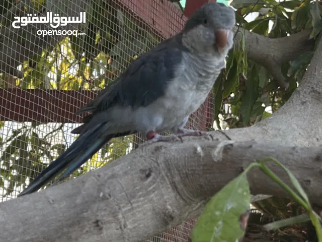 كويكر ضايع اللي يلقاه له مكافأة في شامخه 21 اراضي