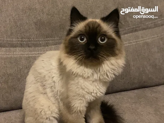 ذكر (سيامي)
