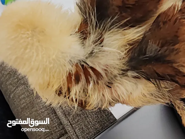 صوص حجم متوسط