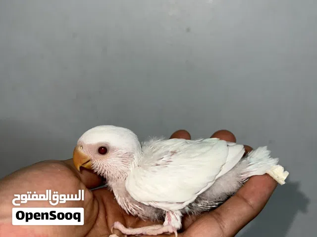 لافبيرد ألبينو