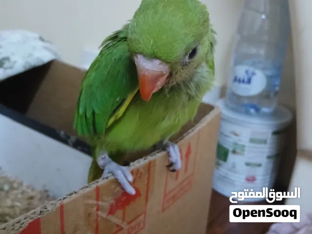 ببغاء دره عمر شهر و3 اسابيع