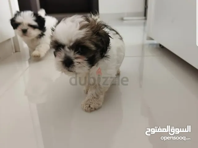 Shihzt pure puppies 2 months old