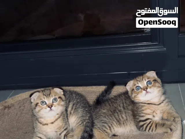 قطط سكوتش فولد 2 ذكور عمرهم شهرين