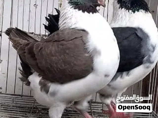 مطلوب ذكور حمام المدينة
