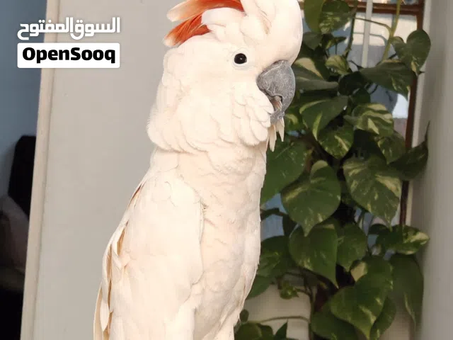 للبيع ببغاء كوكاتو ملوكن أليف حبه حلوه متكلم أليف 100/100قابل للبدل على طيور