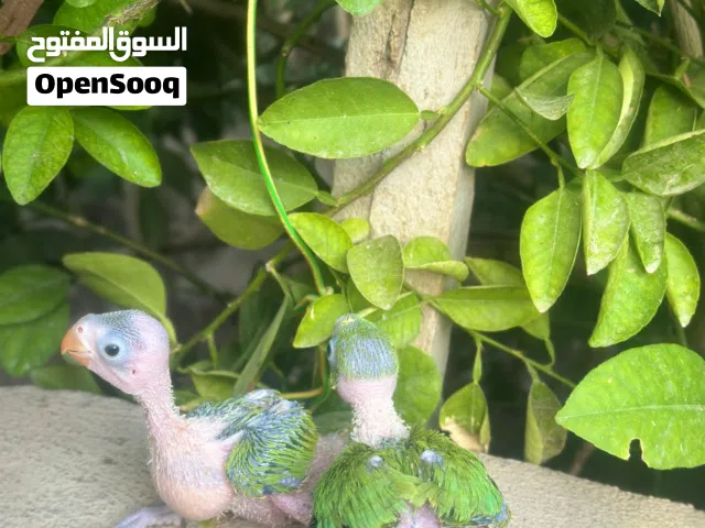 صغار ببغاء الدرة للبيع للتربيه ماشاء الله امورهن طيبه