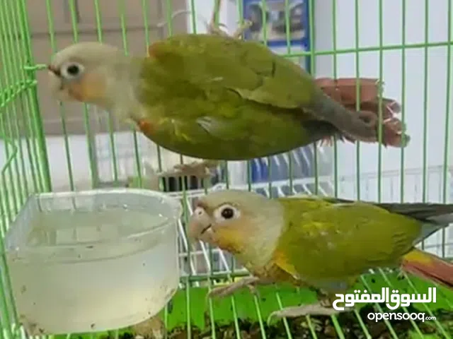 للبيع ذكرين كنيور